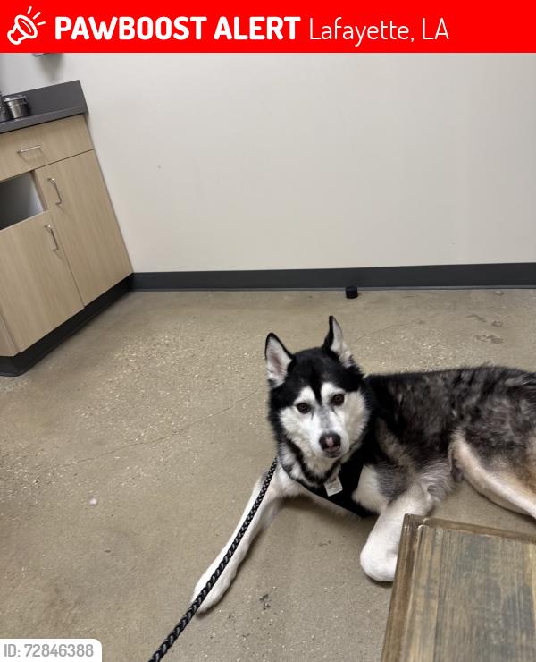 Lost Male Dog last seen Red Pine Dr, Lafayette, LA 70501