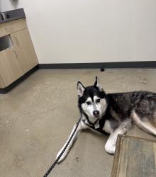 Lost Male Dog last seen Red Pine Dr, Lafayette, LA 70501