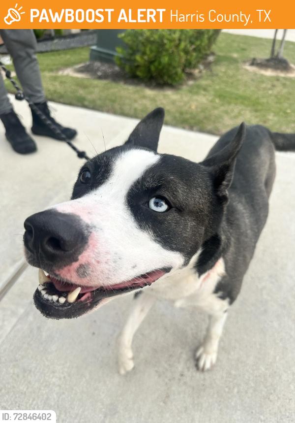 Found/Stray Male Dog last seen Elyson neighborhood, Harris County, TX 77449