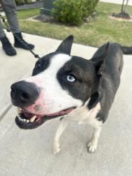 Found/Stray Male Dog last seen Elyson neighborhood, Harris County, TX 77449