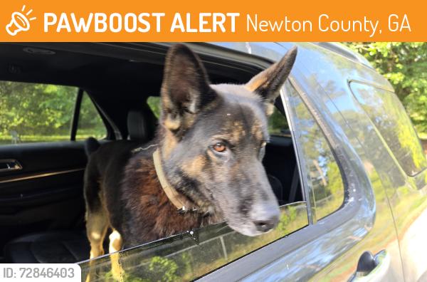 Found/Stray Male Dog last seen Mount Zion Road and Gees Mills, Newton County, GA 30054