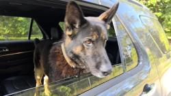 Found/Stray Male Dog last seen Mount Zion Road and Gees Mills, Newton County, GA 30054