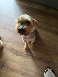 Lost Female Dog last seen Scott and Laurel, La Marque, TX 77568