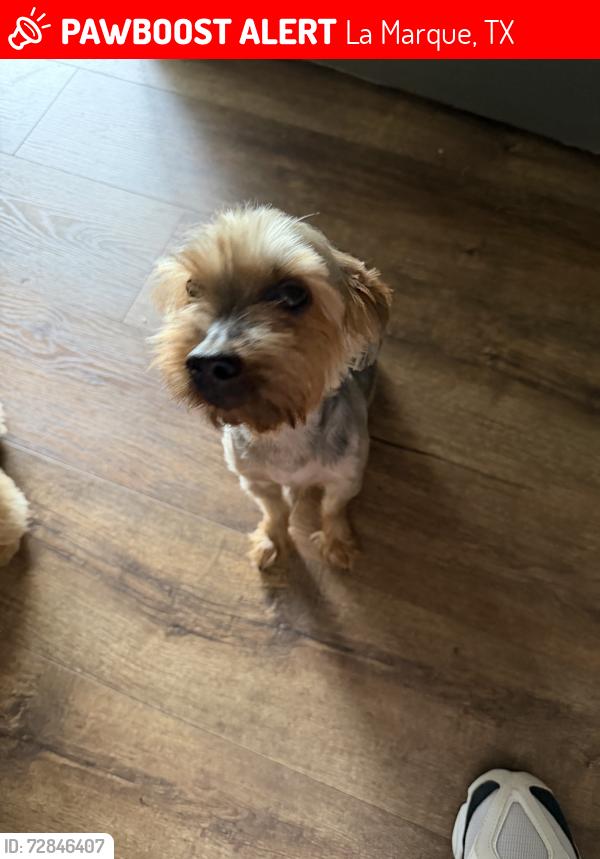 Lost Female Dog last seen Scott and Laurel, La Marque, TX 77568
