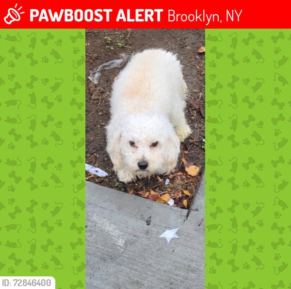 Lost Male Dog last seen Atlantic Ave, Brooklyn, NY 11238