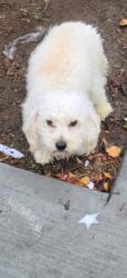 Lost Male Dog last seen Atlantic Ave, Brooklyn, NY 11238