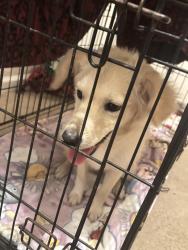 Found/Stray Female Dog last seen Near Rosemont St, Houston, TX 77051