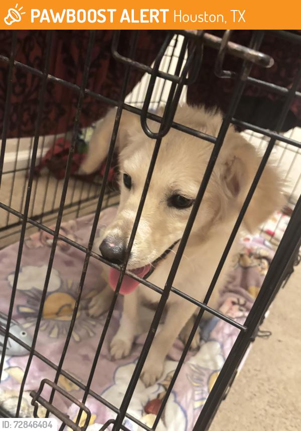 Found/Stray Female Dog last seen Near Rosemont St, Houston, TX 77051