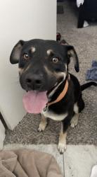 Lost Male Dog last seen South 119th and Western Ave, Oklahoma City, OK 73170