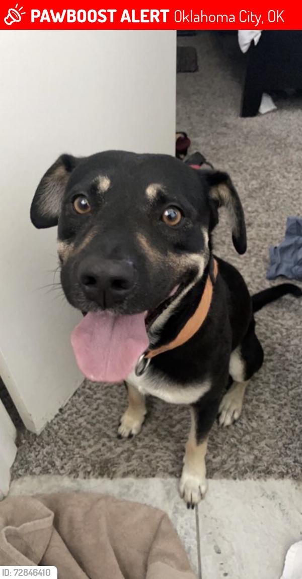 Lost Male Dog last seen South 119th and Western Ave, Oklahoma City, OK 73170