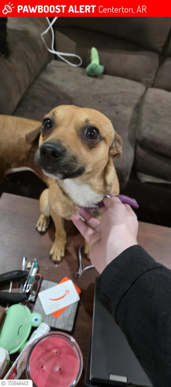 Lost Male Dog last seen oakwood and copper oaks , Centerton, AR 72719