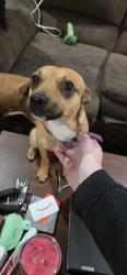 Lost Male Dog last seen oakwood and copper oaks , Centerton, AR 72719