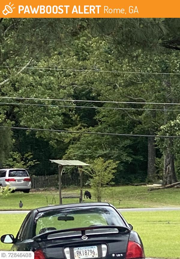 Found/Stray Unknown Dog last seen Lakeview Dr Nw, Rome, GA 30165