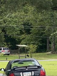 Found/Stray Unknown Dog last seen Lakeview Dr Nw, Rome, GA 30165