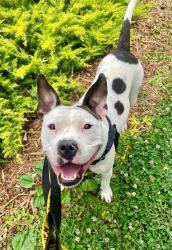 Shelter Stray Female Dog last seen CHARLOTTE, Charlotte, NC 28217