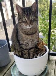 Reunited Male Cat last seen SR 665, Lilly Chapel-Opossum Run, Kiousville-Georgesville Rd, Circle S Farms, London, OH 43140