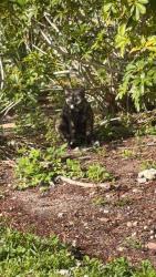 Found/Stray Unknown Cat last seen Hillcrest Drive & 46 Ave , Hollywood, FL 33021