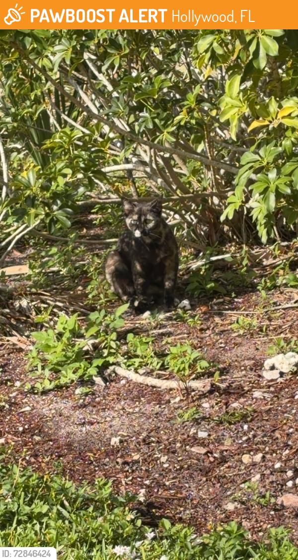 Found/Stray Unknown Cat last seen Hillcrest Drive & 46 Ave , Hollywood, FL 33021