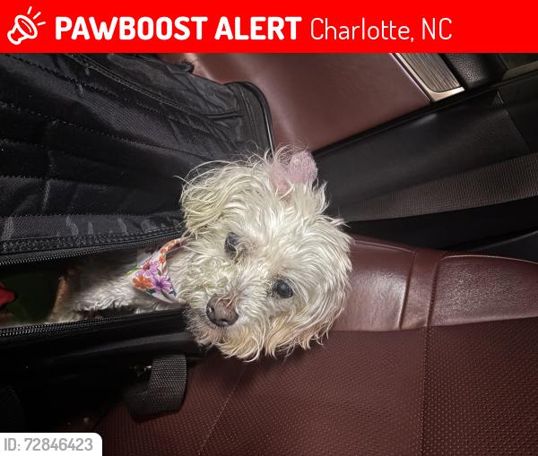 Lost Female Dog last seen Collinsham Dr, Charlotte, NC 28278