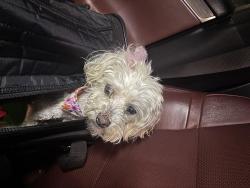 Lost Female Dog last seen Collinsham Dr , Charlotte, NC 28278