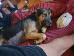 Lost Male Dog last seen Jenkins Elementary - Hosea / 29, Lawrenceville, GA 30046