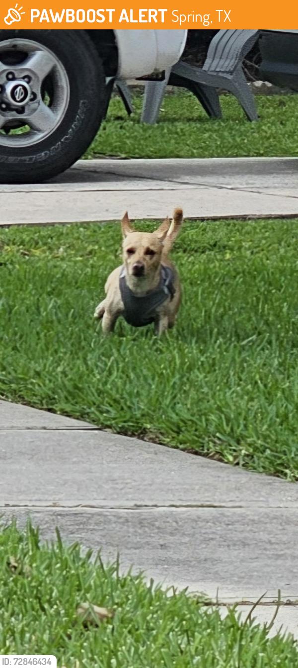 Found/Stray Unknown Dog last seen Cypresswood Lake Subdivision , Spring, TX 77373