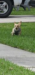 Found/Stray Unknown Dog last seen Cypresswood Lake Subdivision , Spring, TX 77373