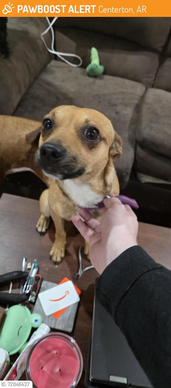 Found/Stray Male Dog last seen copper OakOaks and oakwood, Centerton, AR 72719