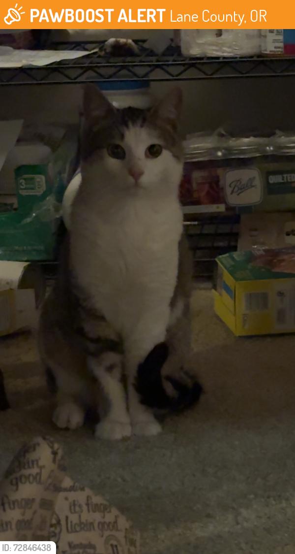 Found/Stray Male Cat last seen Madrone/Deerhorn, Lane County, OR 97478