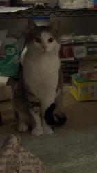 Found/Stray Male Cat last seen Madrone/Deerhorn, Lane County, OR 97478