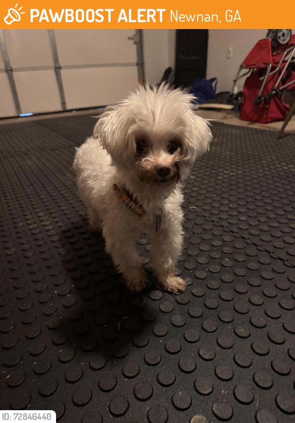 Found/Stray Male Dog last seen The hses by the bowling alley, Newnan, GA 30265