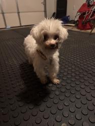 Found/Stray Male Dog last seen The hses by the bowling alley, Newnan, GA 30265