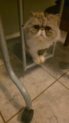 Lost Female Cat last seen SW 134th St, Marion Oaks, FL 34473