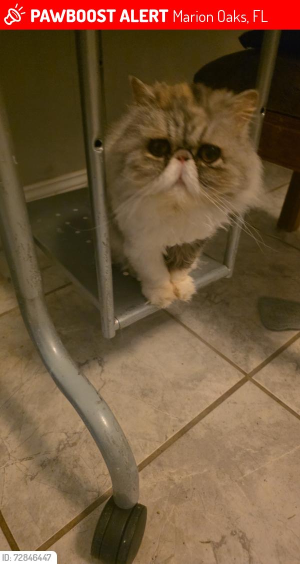 Lost Female Cat last seen SW 134th St, Marion Oaks, FL 34473