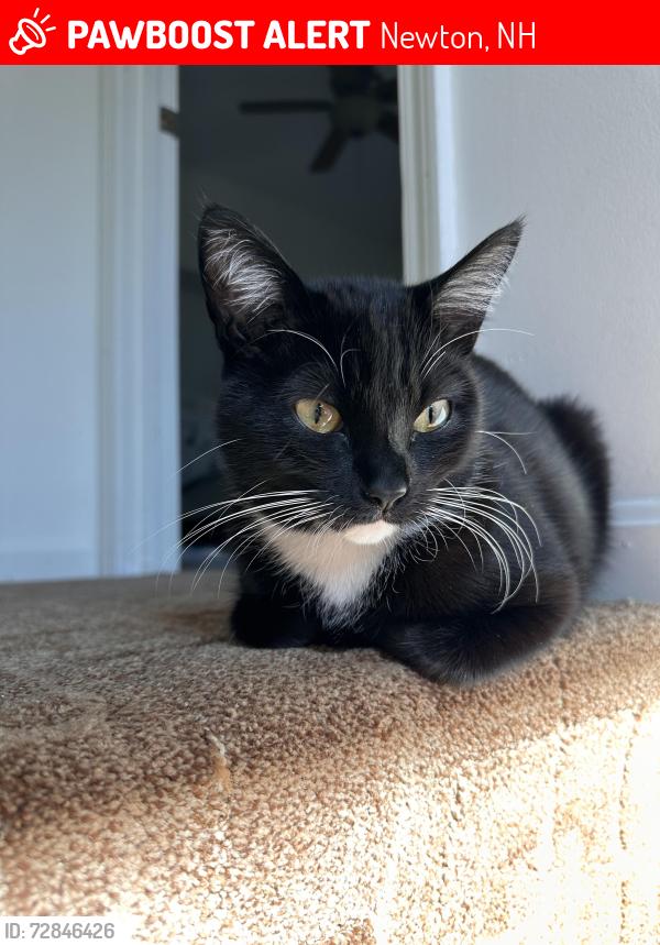 Lost Female Cat last seen S. Main St., Newton, NH 03858