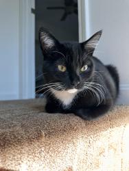 Lost Female Cat last seen S. Main St., Newton, NH 03858