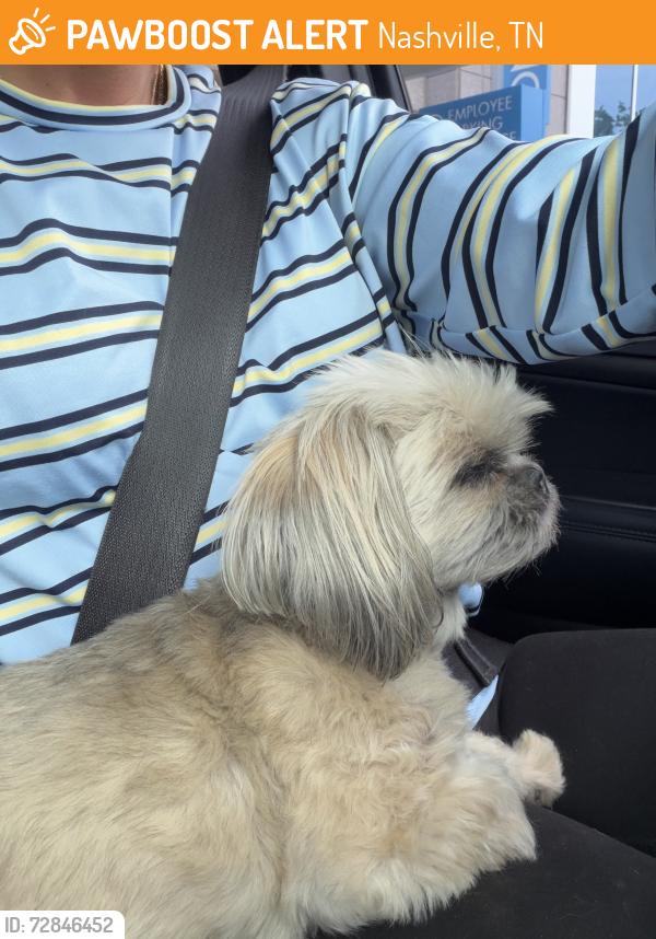 Found/Stray Unknown Dog last seen Battlefield and Belmont blvd, Nashville, TN 37204