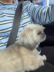 Found/Stray Unknown Dog last seen Battlefield and Belmont blvd, Nashville, TN 37204