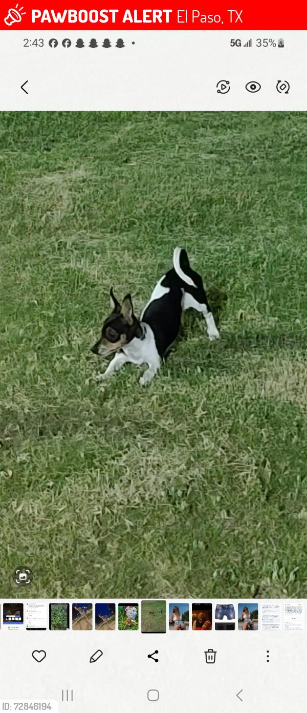 Lost Female Dog last seen Zaragoza and Pebble Hills, El Paso, TX 79938