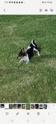 Lost Female Dog last seen Zaragoza and Pebble Hills, El Paso, TX 79938