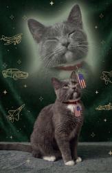 Lost Male Cat last seen Enchanted Hills park, Enchanted Hills Elementary, Perris, CA 92570