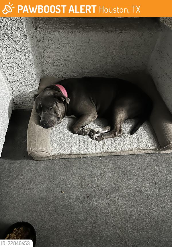 Found/Stray Female Dog last seen Westheimer, Houston, TX 77063