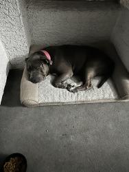 Found/Stray Female Dog last seen Westheimer, Houston, TX 77063