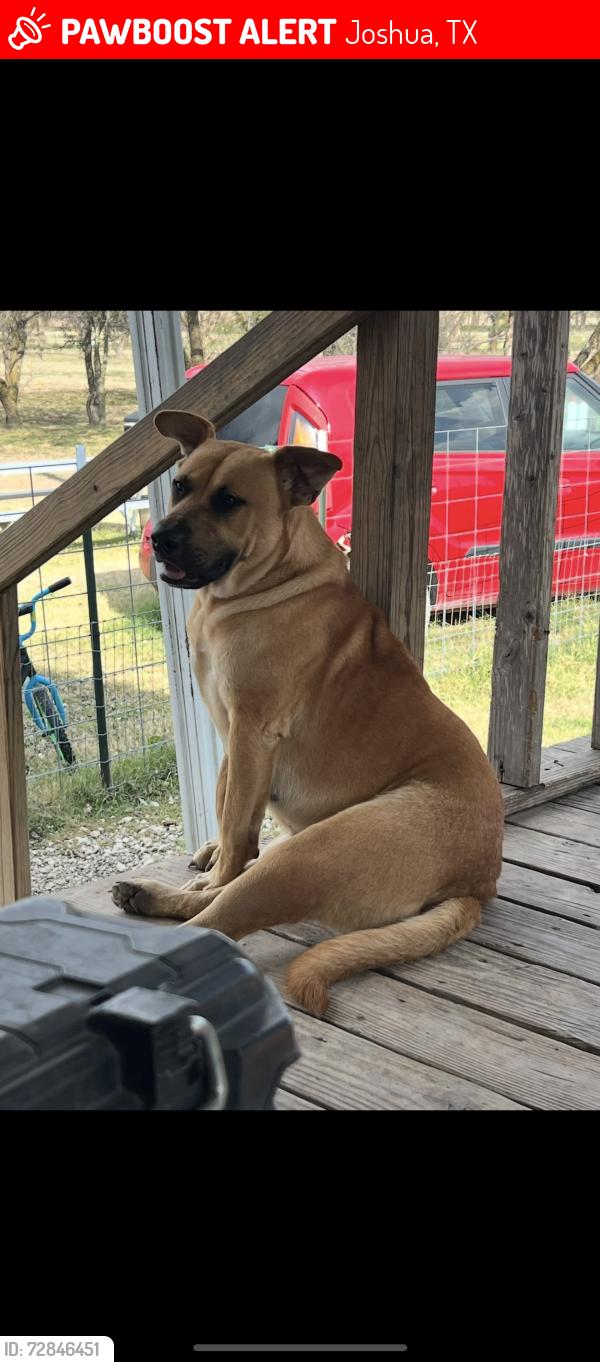 Lost Female Dog last seen Walden ests Joshua tx, Joshua, TX 76028