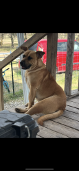 Lost Female Dog last seen Walden ests Joshua tx, Joshua, TX 76028