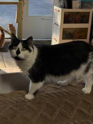 Lost Female Cat last seen Farms on Medford Mt Holly Rd , Medford, NJ 08055