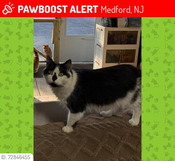 Lost Female Cat last seen Farms on Medford Mt Holly Rd , Medford, NJ 08055