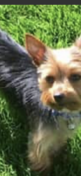 Lost Male Dog last seen Laburnum ave , Sandston, VA 23150