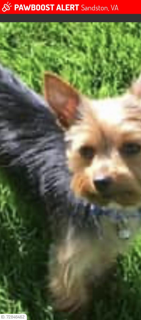 Lost Male Dog last seen Laburnum ave , Sandston, VA 23150