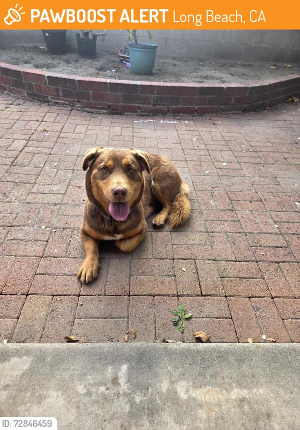 Found/Stray Female Dog last seen Between Del Amo and Carson, Long Beach, CA 90805
